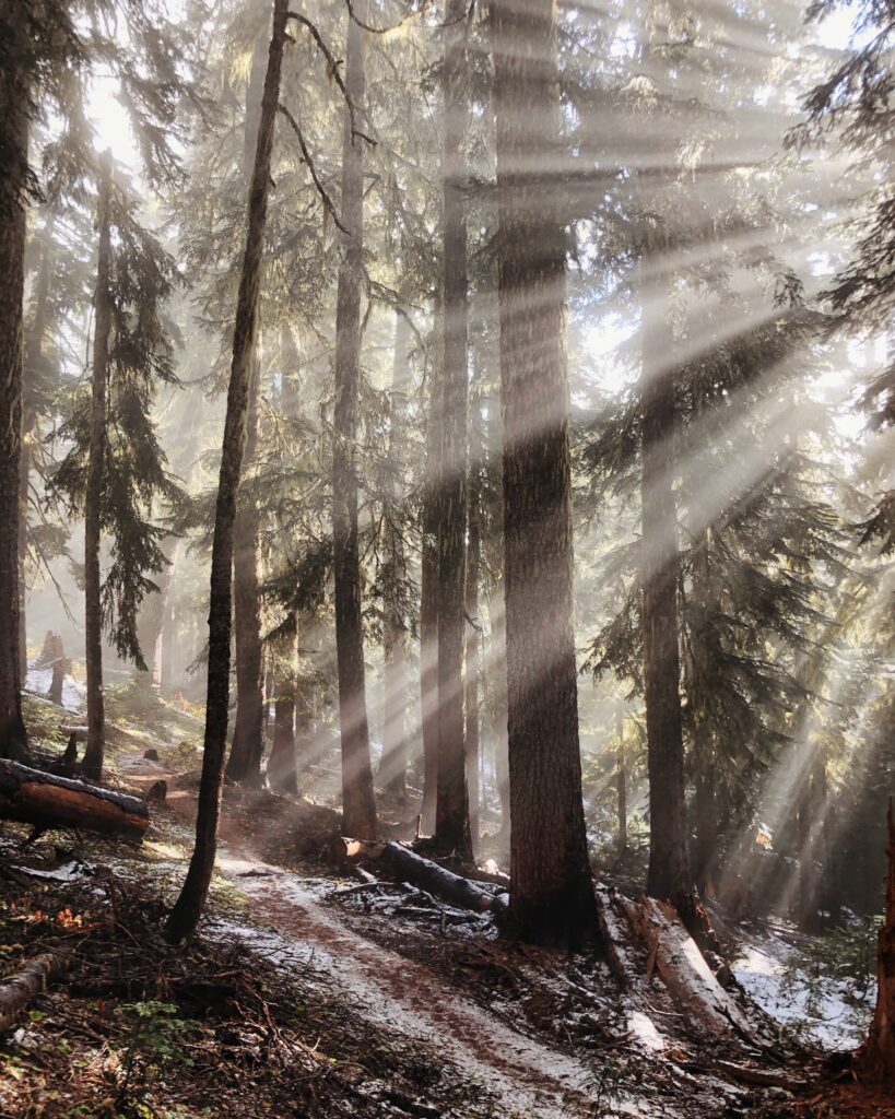 Sun shining through the trees in a forest